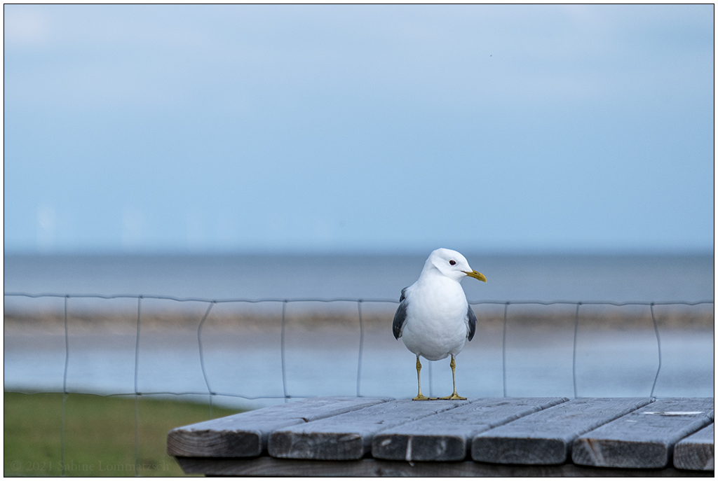 306 Sylt – Möwe auf dem Nösse-Deich