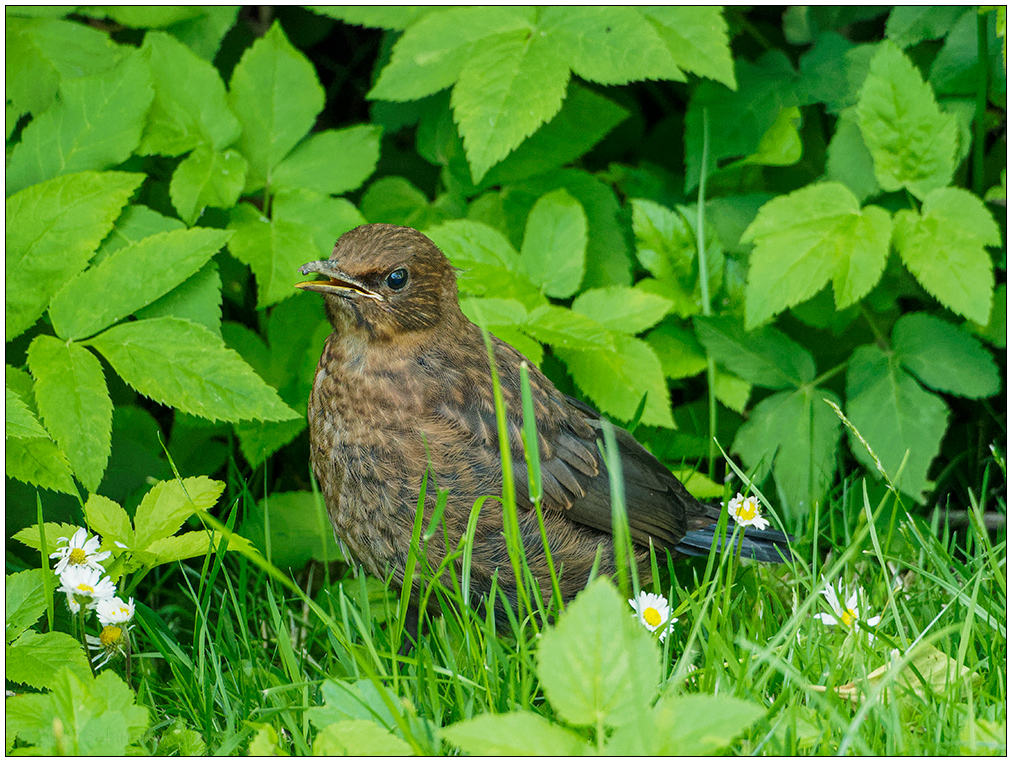 307 Junge Amsel