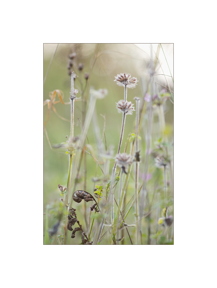 3121000herbstverblüht