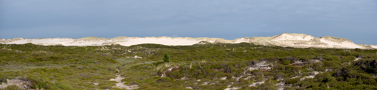 316 Sylt – Ellenbogenstraße Panorama (aus 4 Querformaten)