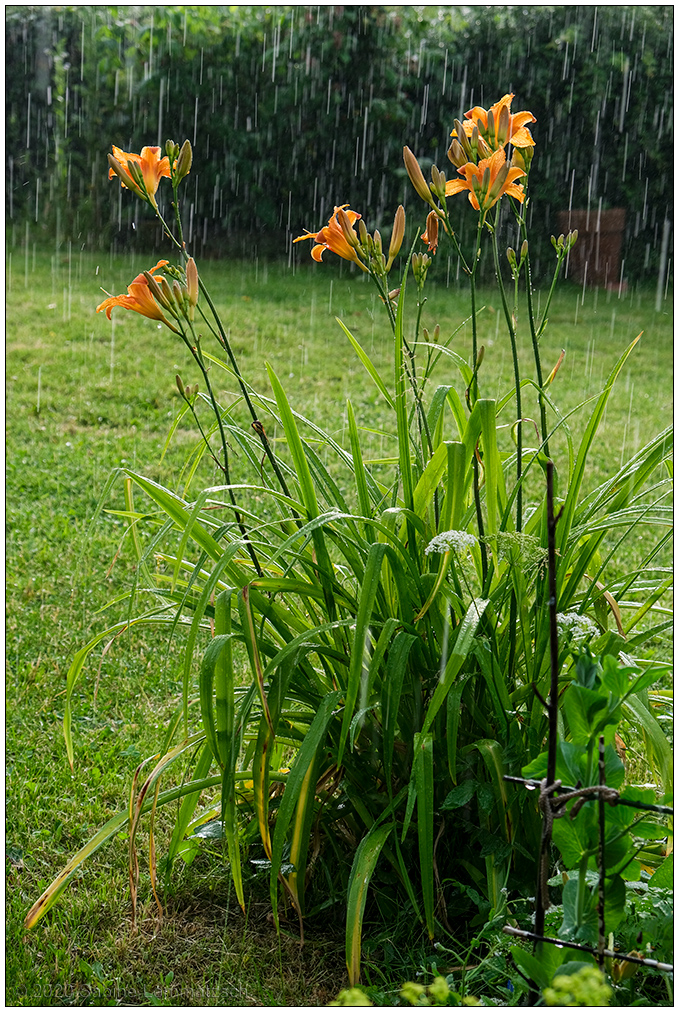 317 Sommerregen