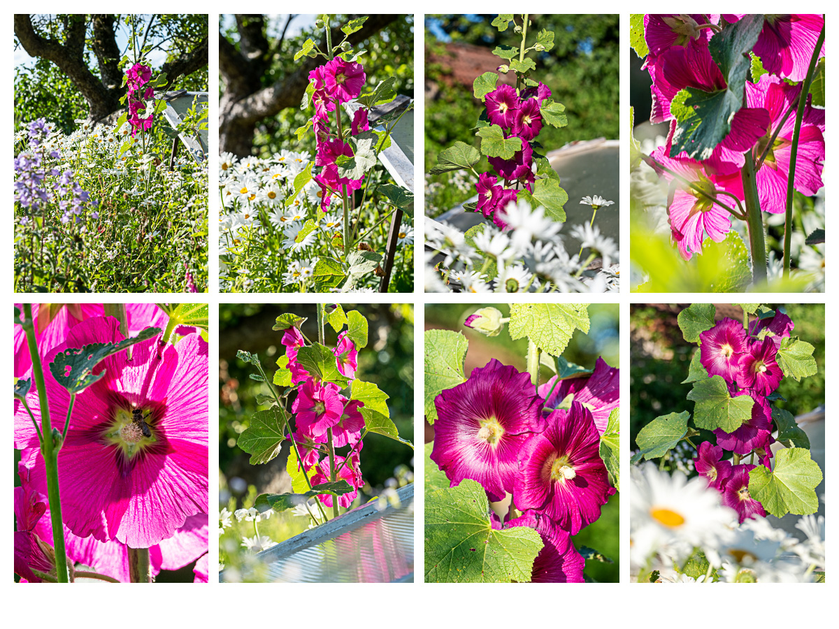 318 In der Bünte – Stockrosen-Collage
