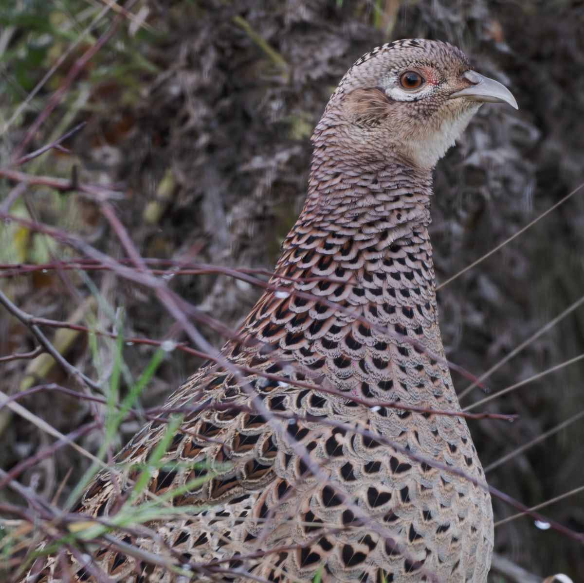 32 400mm f-5.6.jpg