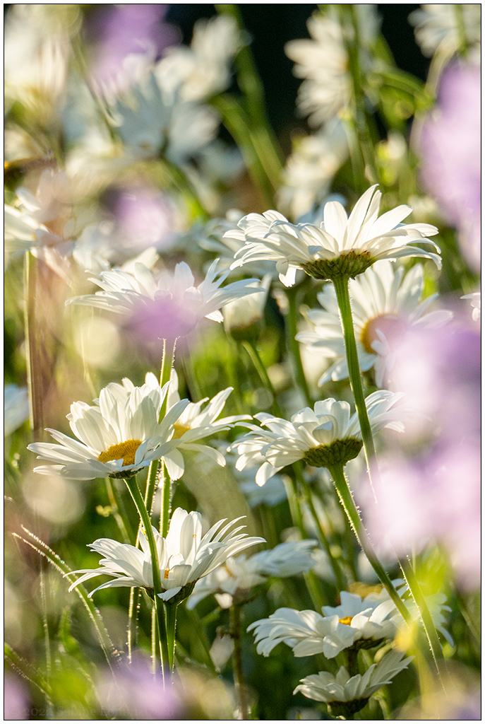 320 In der Bünte – Margeriten II