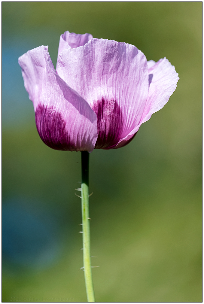 320 Lila Mohn im Gemüsebeet