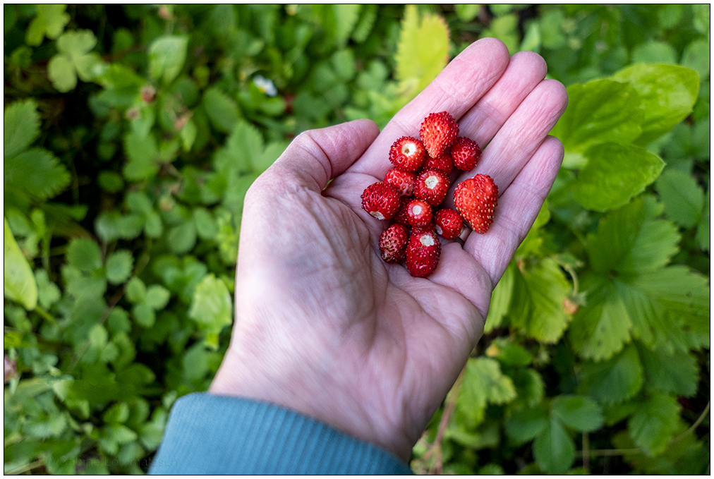 323 Frische Wilderdbeeren
