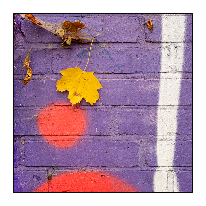 324/365 Element Of Crime – Lieblingsfarben und Tiere © 2025 Sabine Lommatzsch
