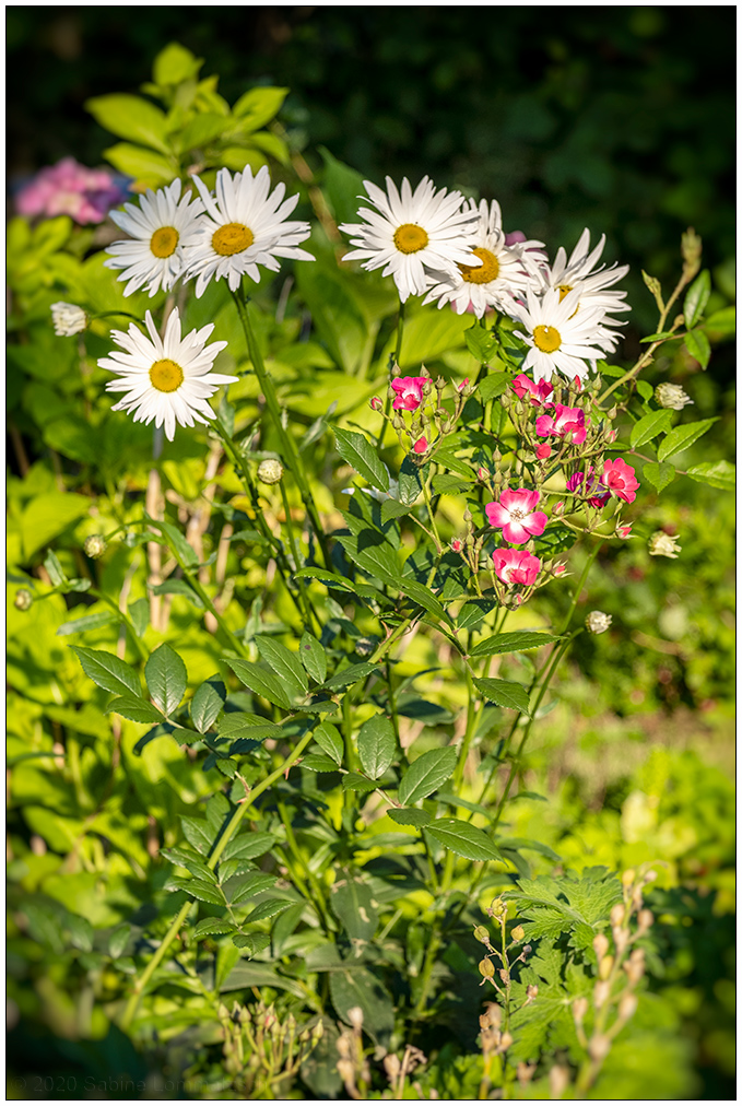 324 Margerite und Rose