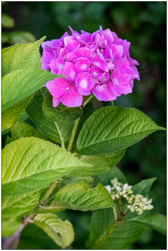 325 Hortensie