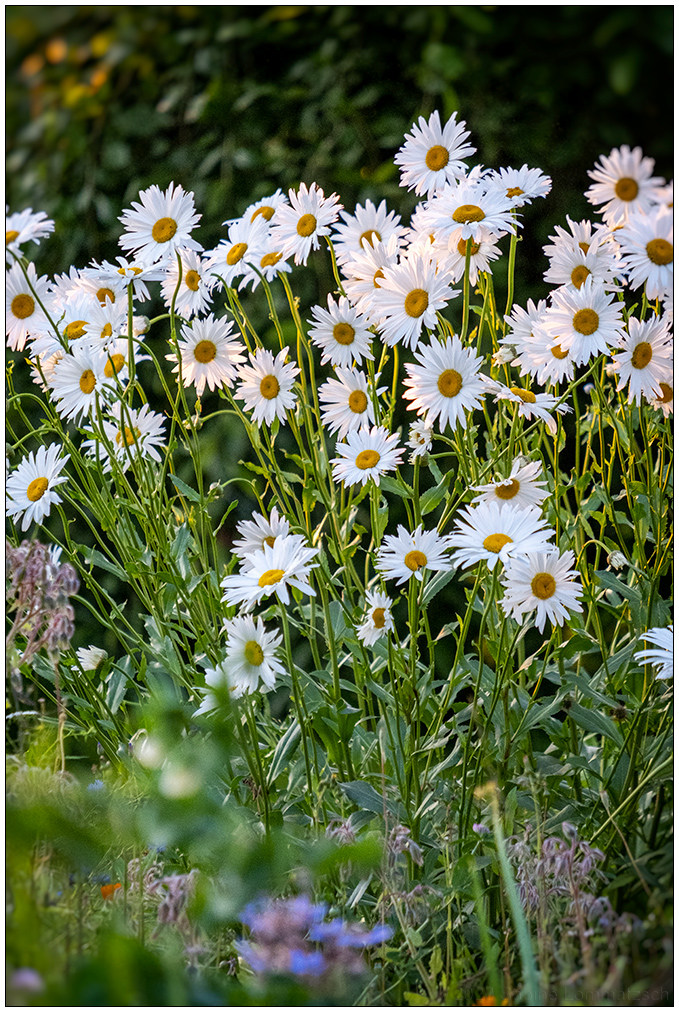 326 Margeriten