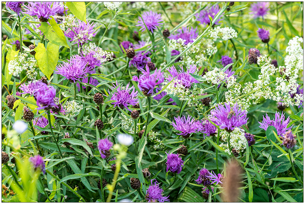329 In der Bünte – Bienenbeet