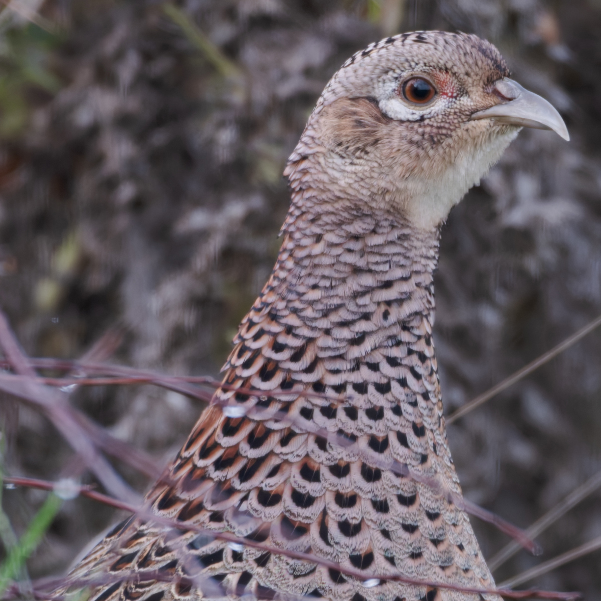 33 560mm f-5.6.jpg