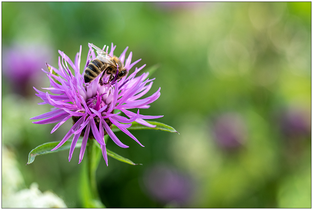330 In der Bünte – Bienenbeet mit Besuch