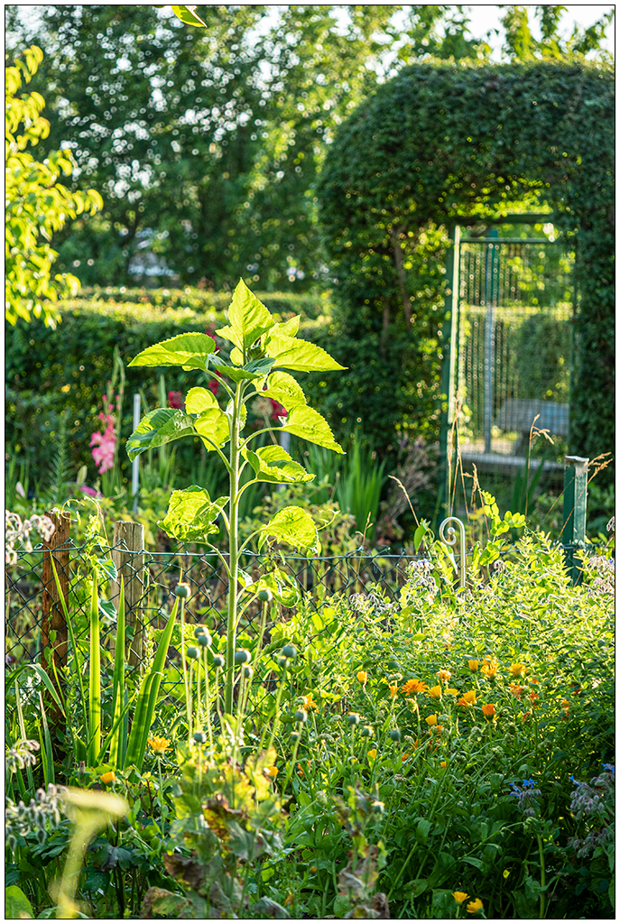 334 In der Bünte – Sonnenblume im Gemüsebeet