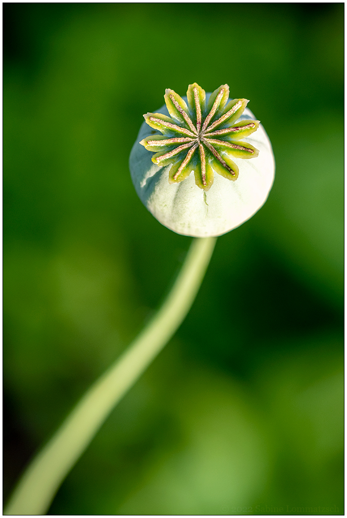335 In der Bünte – Verblühter Mohn