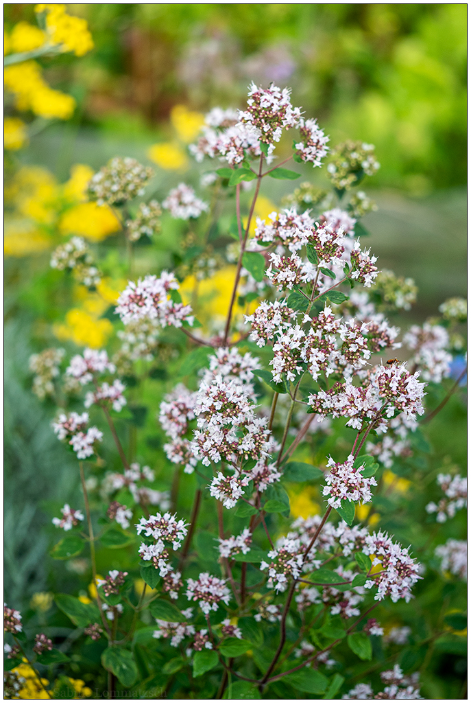 336 In der Bünte – Blüte