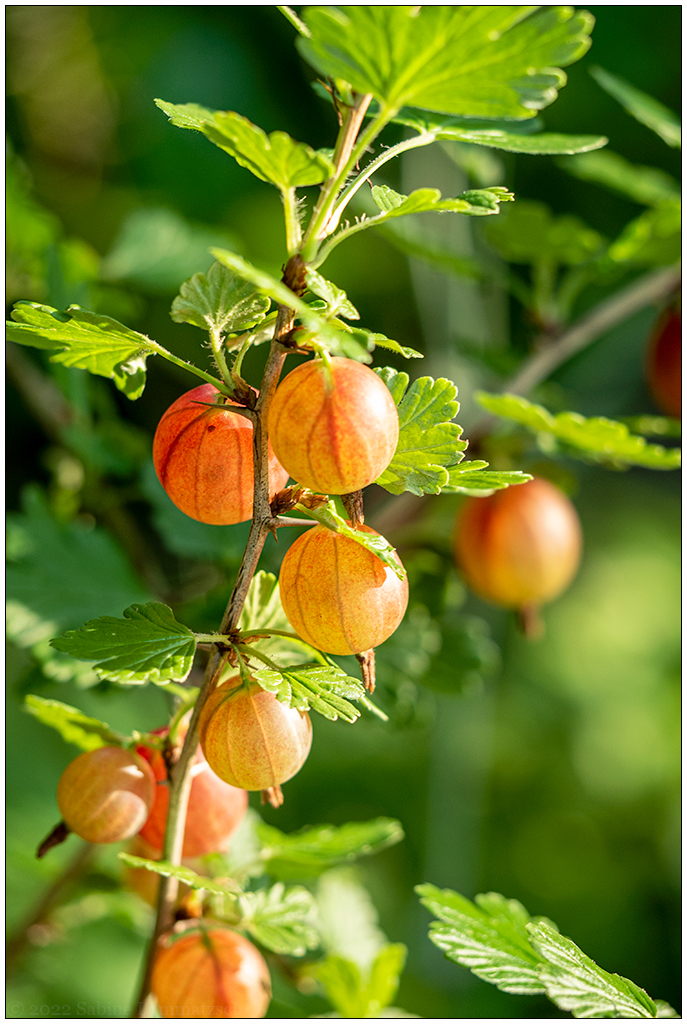 338 In der Bünte – Rote Stachelbeeren