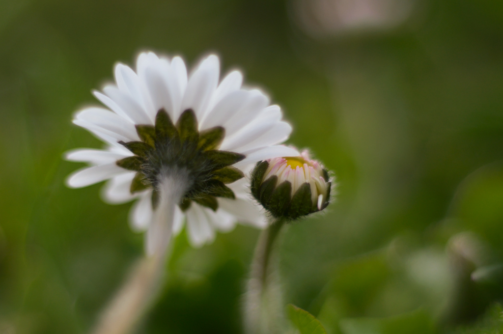 341024blumenzwiri36mm