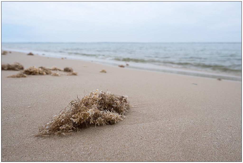 342 Sylt – Hörnum Odde Strand