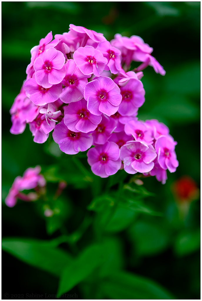 343 In der Bünte – Phlox (24. Juli 2022)