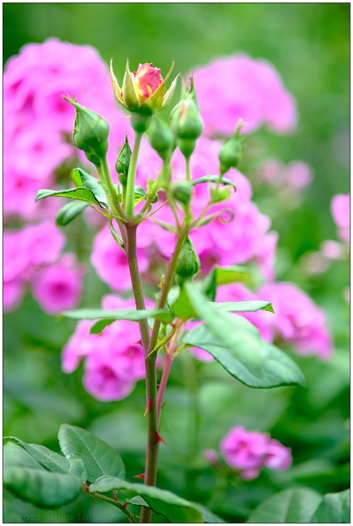 344 In der Bünte – Phlox mit Rosenknospe (24. Juli 2022)