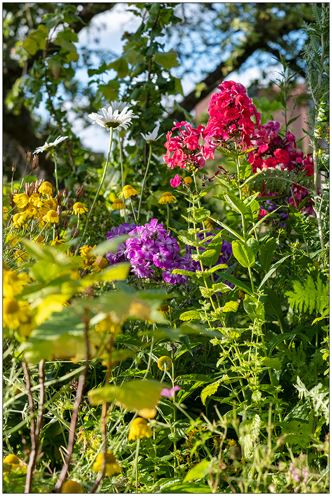 344 Phlox