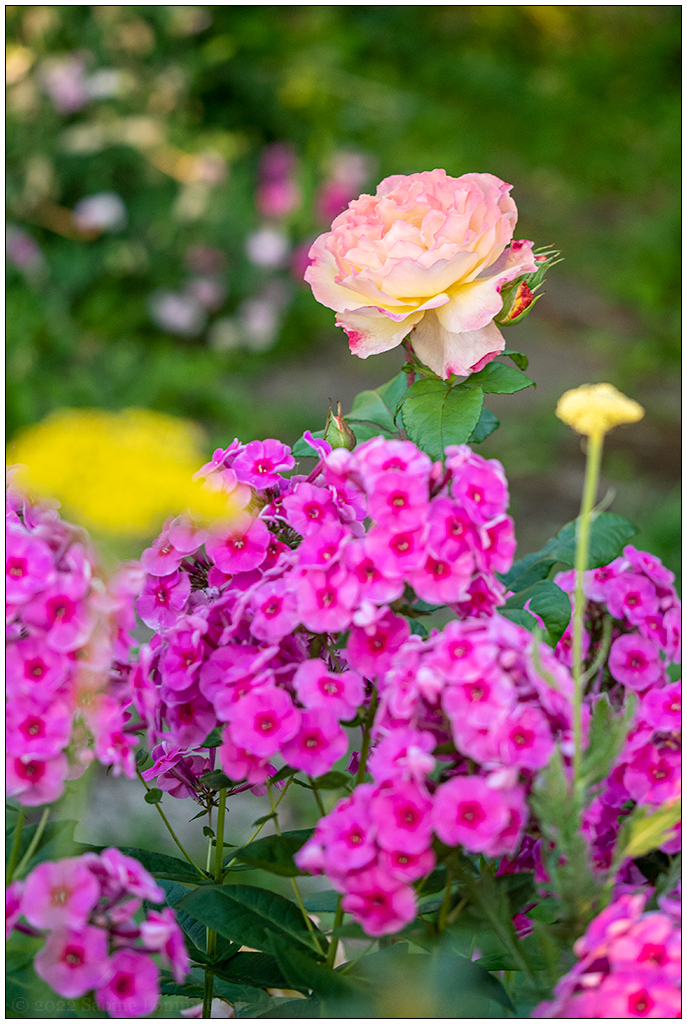 345 In der Bünte – Phlox mit Rosenblüte (28. Juli 2022)