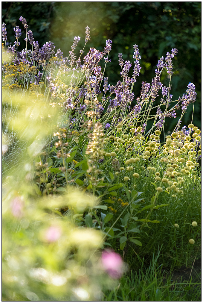 345 Lavendel