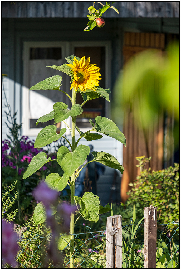 347 In der Bünte – Sonnenblume blüht (1. August 2022)