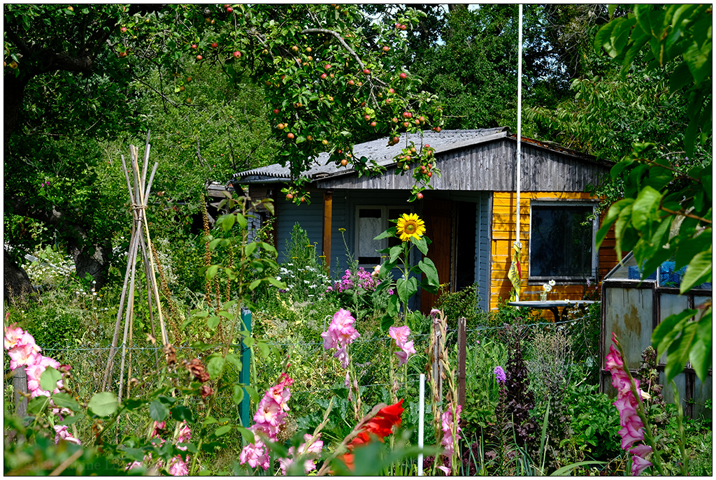 348 In der Bünte – Sonnenblume und mehr