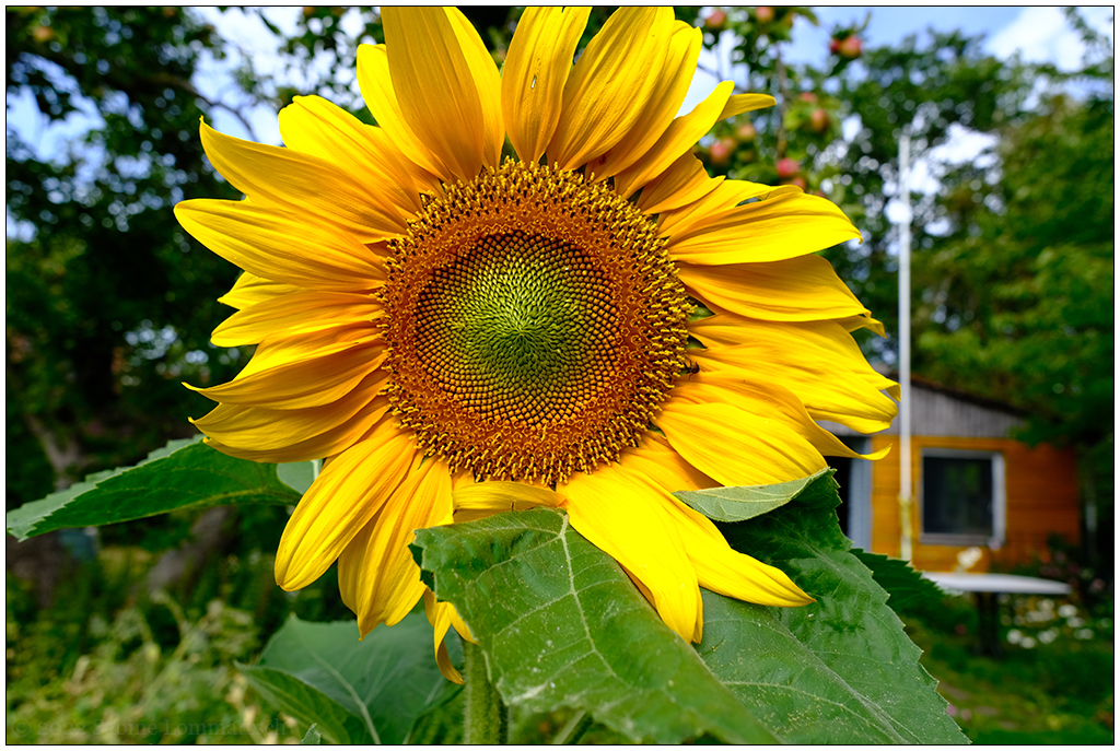 349 In der Bünte – Sonnenblume
