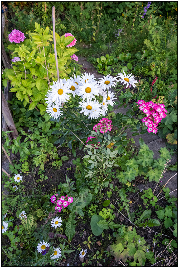 349 Margerite, Rose Mozart und Hortensie