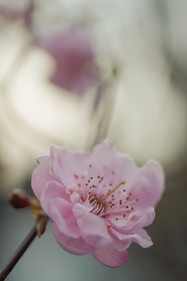 34900obstblüte