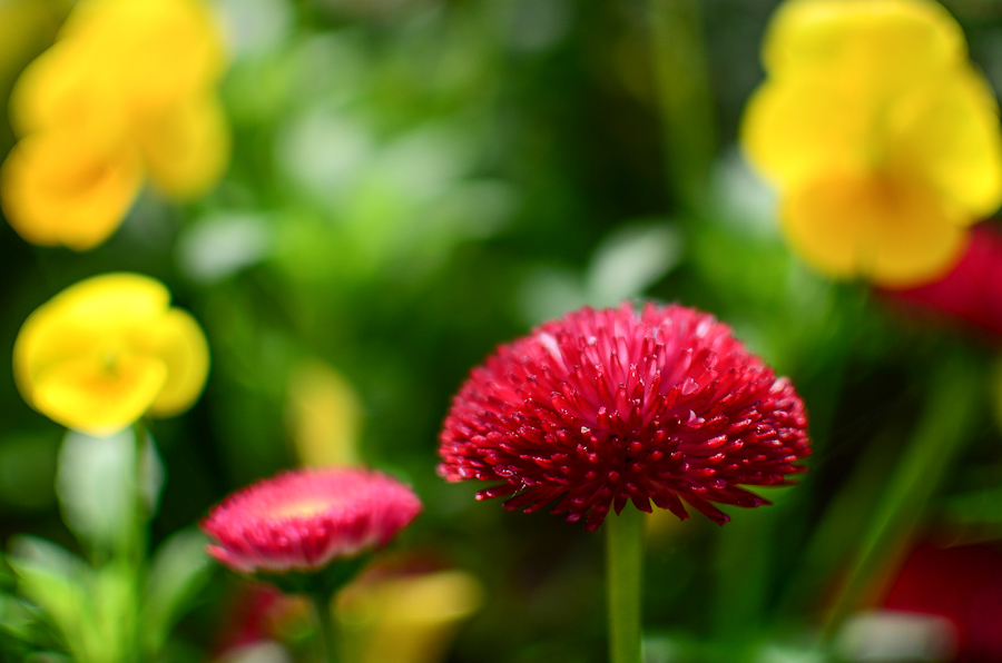 35/1.8, 1/1000, f1.8, ISO100, LR4