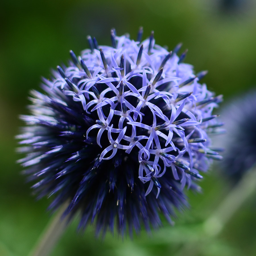 35/1.8, 1/2000, f/2.8, ISO 100