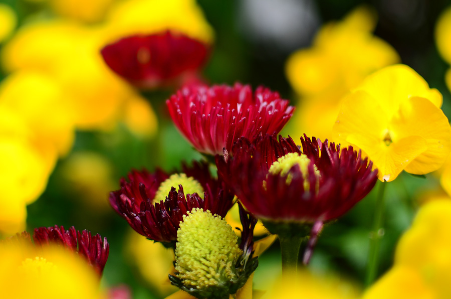 35/1.8, 1/500, f1.8, ISO100, LR4