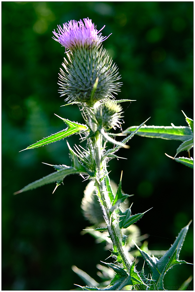 350 In der Bünte – Distel im Gemüsebeet