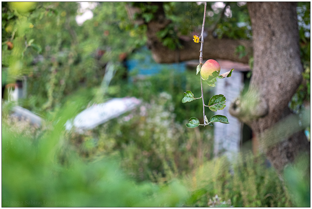 352 In der Bünte – Apfelbaum