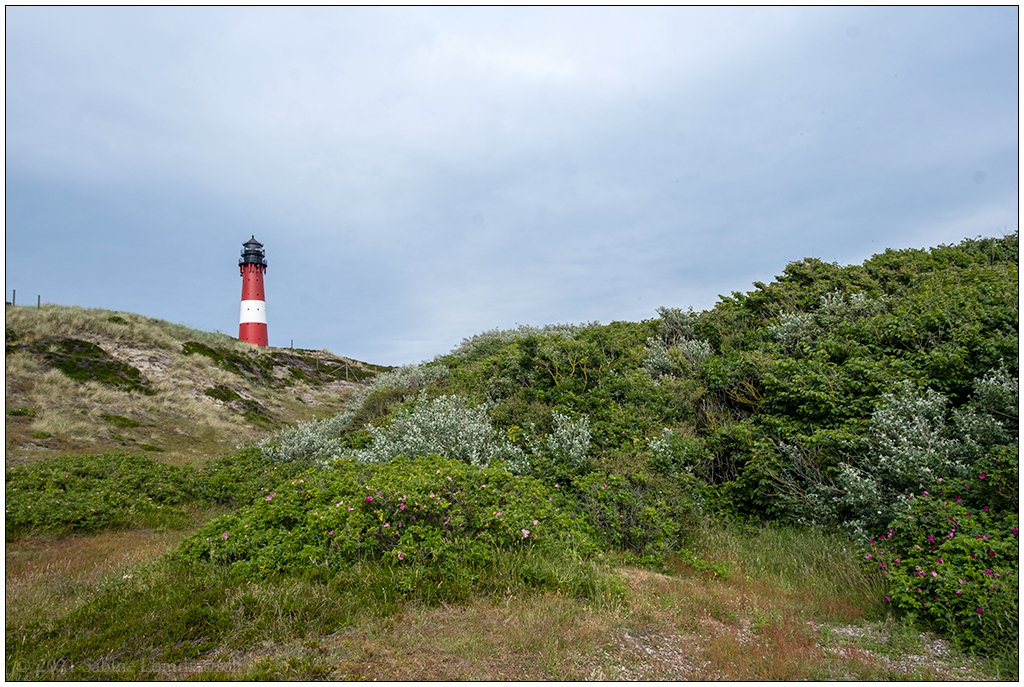 354 Sylt – Hörnum Leuchtturm mit Düne und Wäldchen