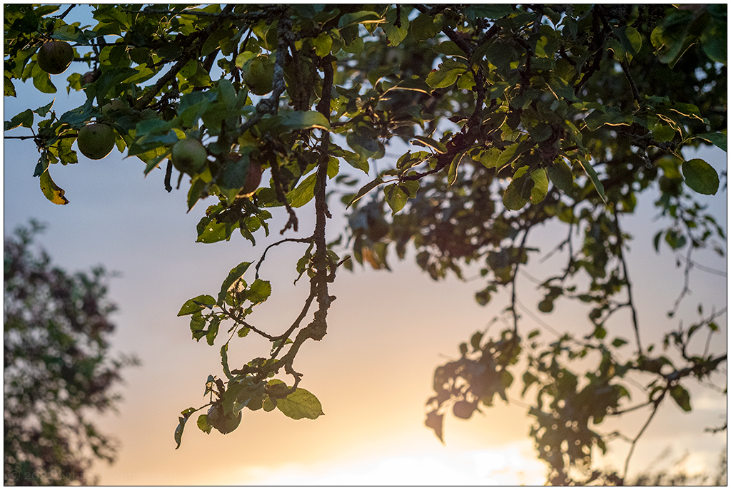 356 In der Bünte – Sonnenuntergang hinterm Apfelbaum
