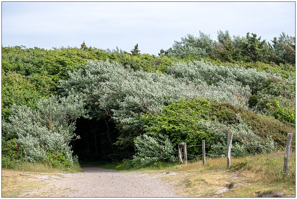 356 Sylt – Hörnum Eingang ins Wäldchen