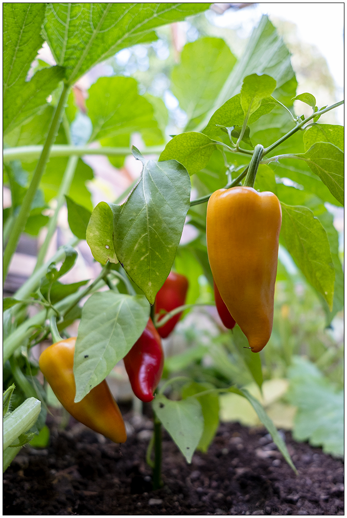357 Paprika im Gewächshaus