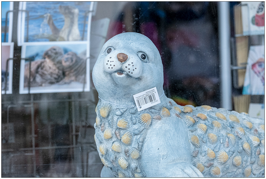 357 Sylt – Hörnum Schaufenster mit Seehund