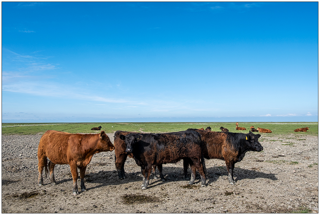 358 Sylt – Keitum Inseltiere