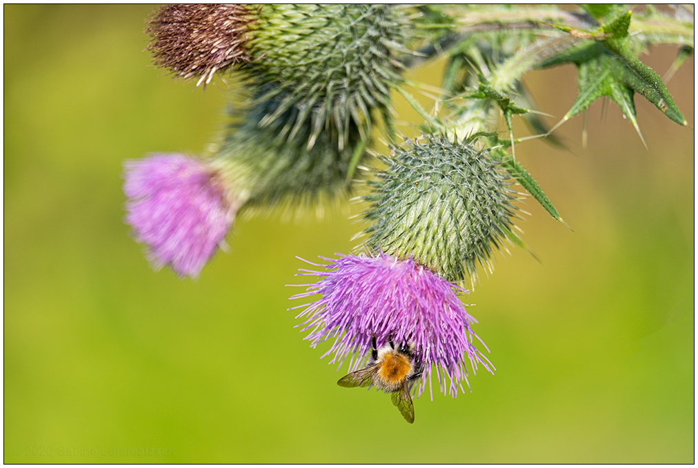 359 Hummel an Distel