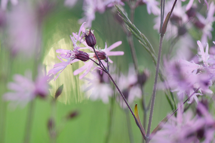 359blumengegenlicht