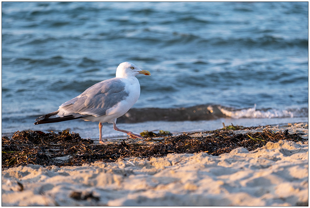 361 Strandspaziergang :-)