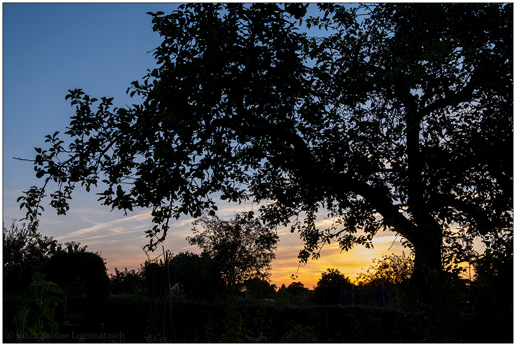 367  In der Bünte – Sonnenuntergang hinterm Apfelbaum