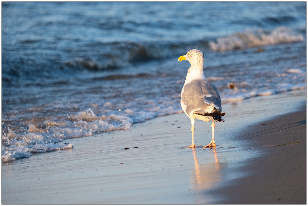373 Möwe blickt aufs Meer