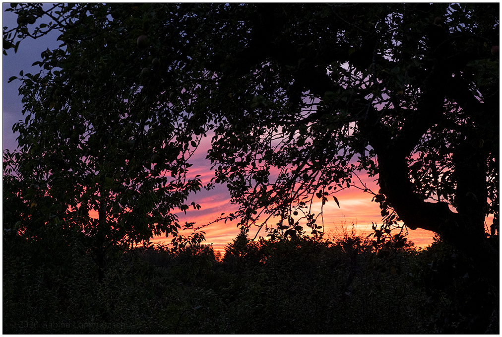 383 Sonnenuntergang hinterm Apfelbaum
